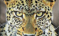 Leopardo