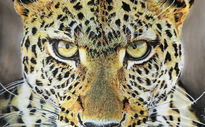 Leopardo