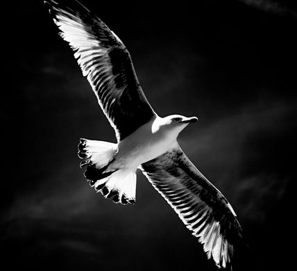 Freedom