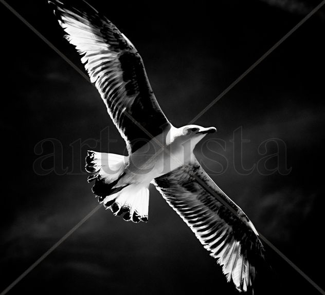 freedom