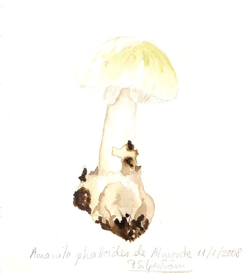 Amanita phalloides 