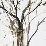 bosque thumbnail 1