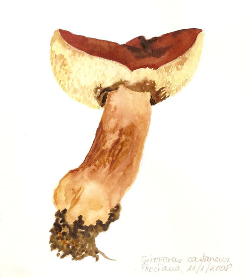 Gyroporus 