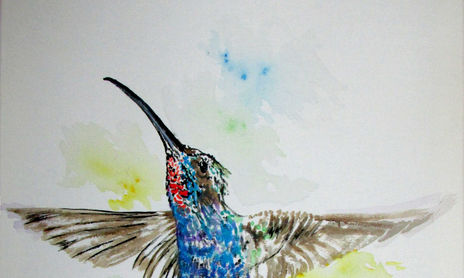 colibríes