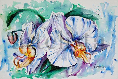 Phalenopsis