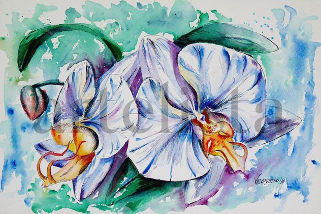 Phalenopsis