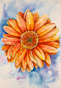 Gerbera