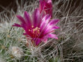 flores macro