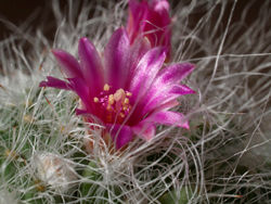 Flores macro