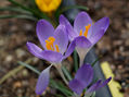 macro flores