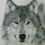 lobo