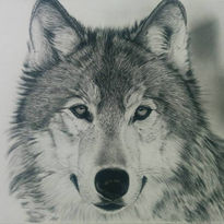 Lobo