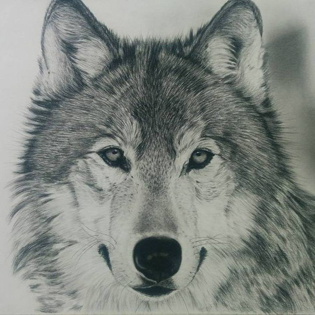 lobo