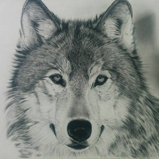 lobo Charcoal