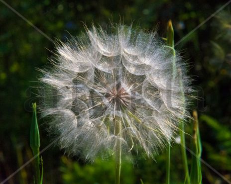 Flor contraluz