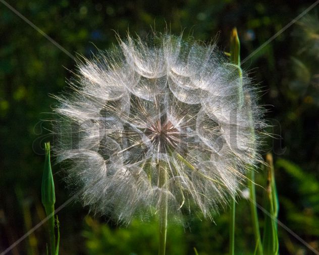 Flor contraluz