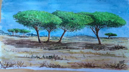 Pinos en el paramo