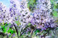 LIlas