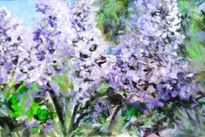 LIlas