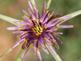 macro flores