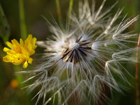 Flores macro