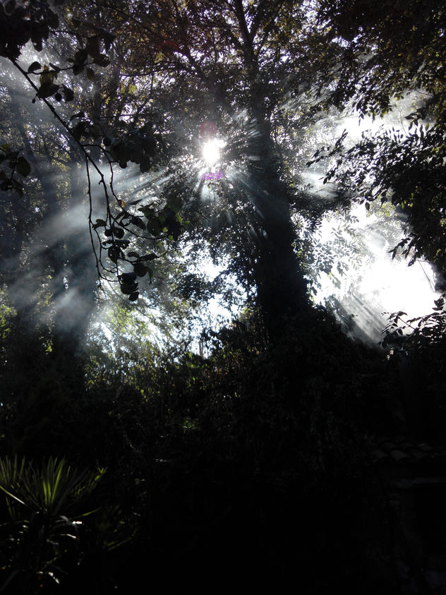 Rayos de luz entre follaje y humo