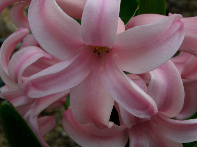 flores macro