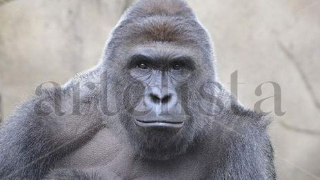El harambe