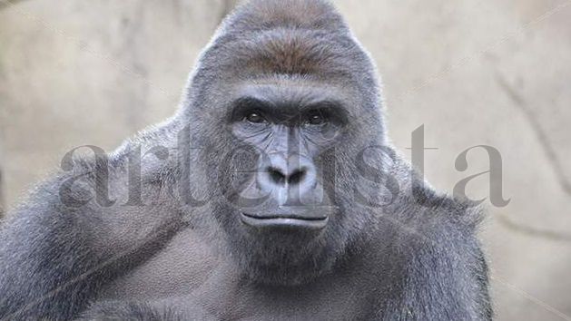 el harambe