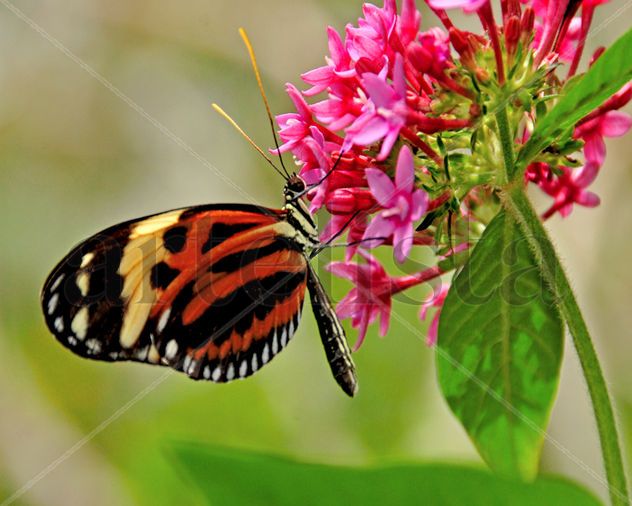 Nelly Vasquez Butterfly