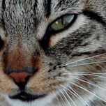 Fotografia thumbnail 2