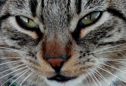 Mirada felina