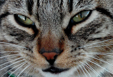 Mirada felina