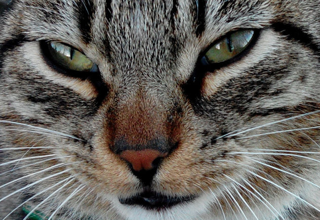 Mirada felina