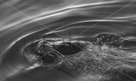 Naturaleza monocromatica