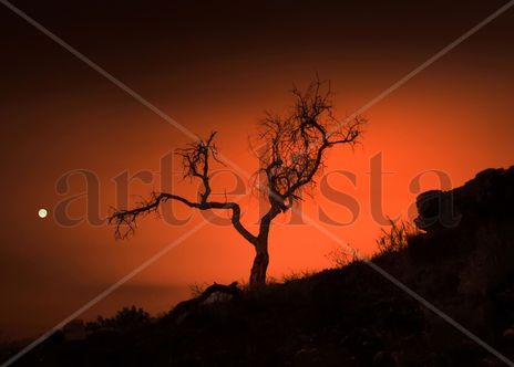 Arbol muerto