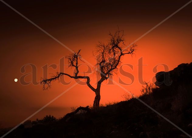 Arbol muerto