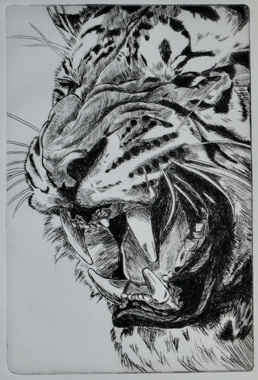 Tigre Rotogravure