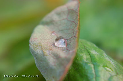 La gota