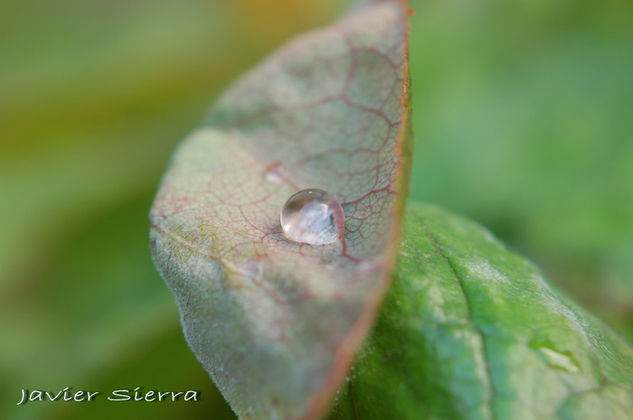 la gota Naturaleza Color (Digital)