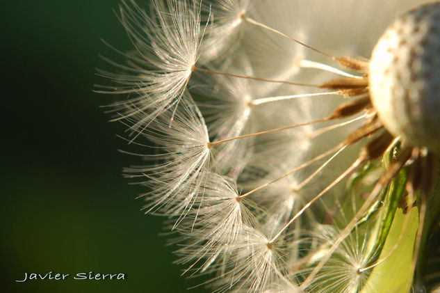 Al viento Naturaleza Color (Digital)