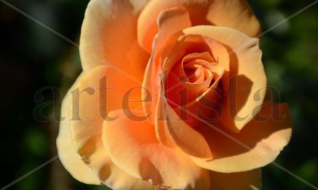 Flora y fauna
