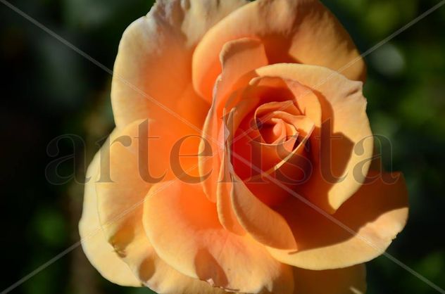 Flor