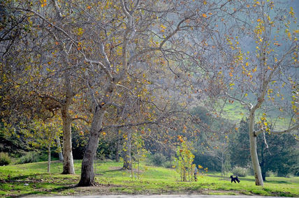 Parque