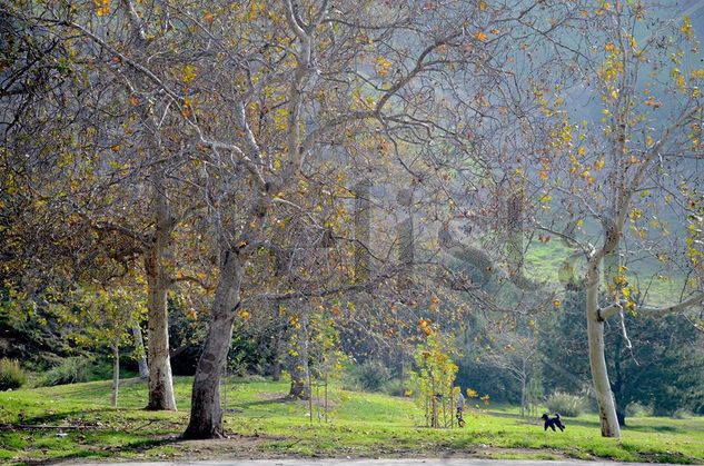 Parque Nature Color (Digital)