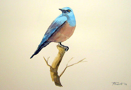 Melro azul