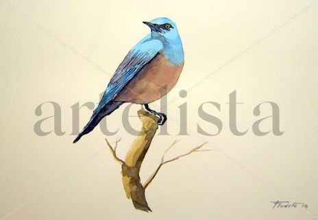 Melro azul