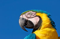 Guacamaya