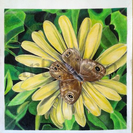 Mariposa Sobre Flor