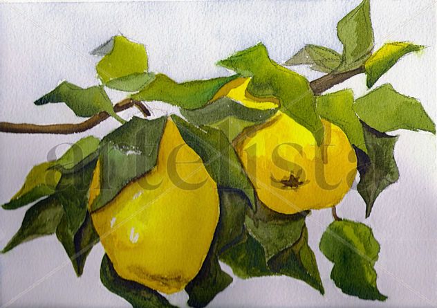 FRUTO DORADO   (Enmarcada)